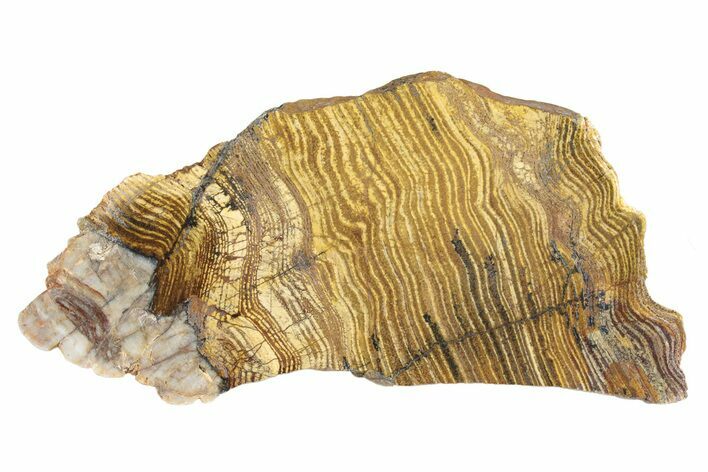 Polished Strelley Pool Stromatolite Slab - Billion Years Old #234869